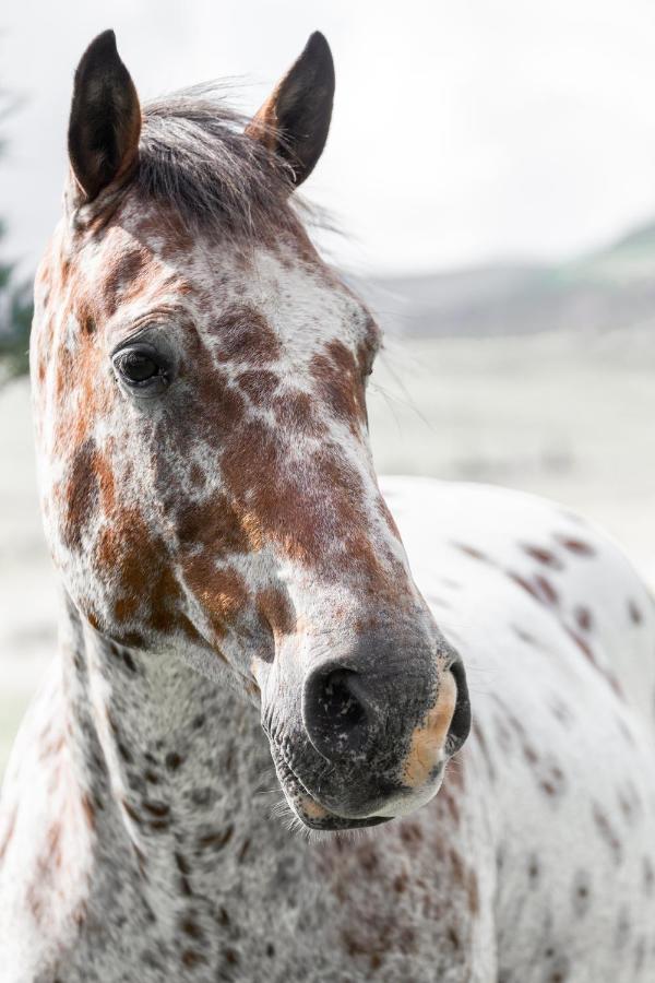 Wild Horses Lodge Harrismith Dış mekan fotoğraf