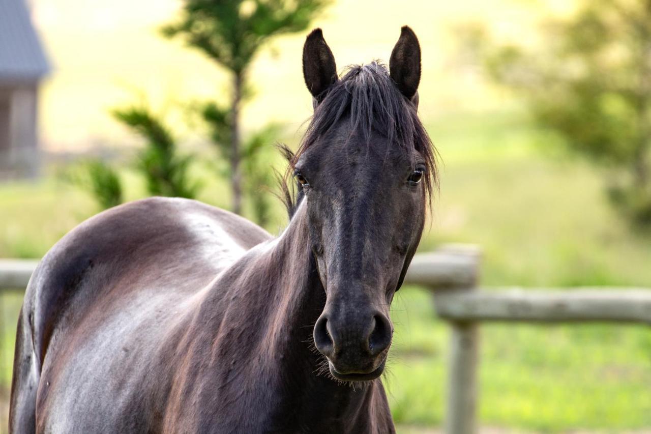 Wild Horses Lodge Harrismith Dış mekan fotoğraf